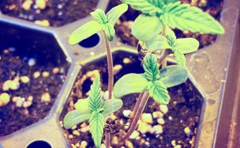 Подготовка конопли к высадке в аутдор Подготовка конопли к высадке в аутдор